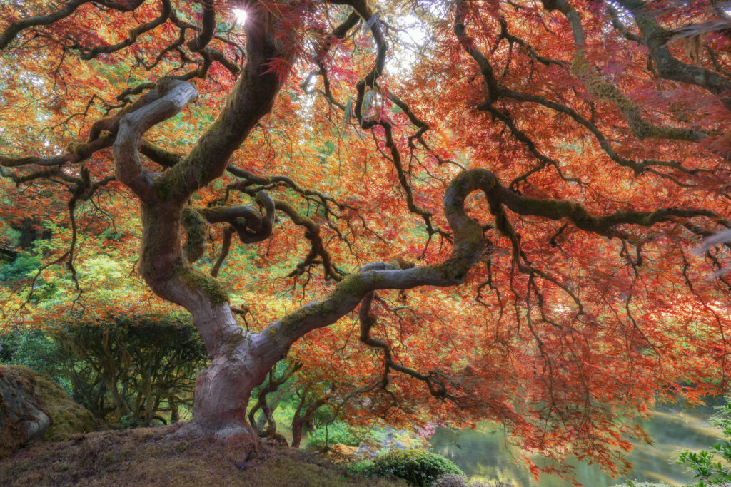 Japanese Garden Portland Japanese Garden Portland