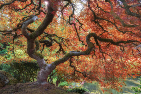 Japanese Garden Portland